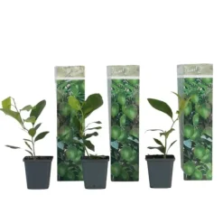 Træ^Citrontræ - 3 stk - Citrus limon - Højde 25-40cm - ⌀9cm