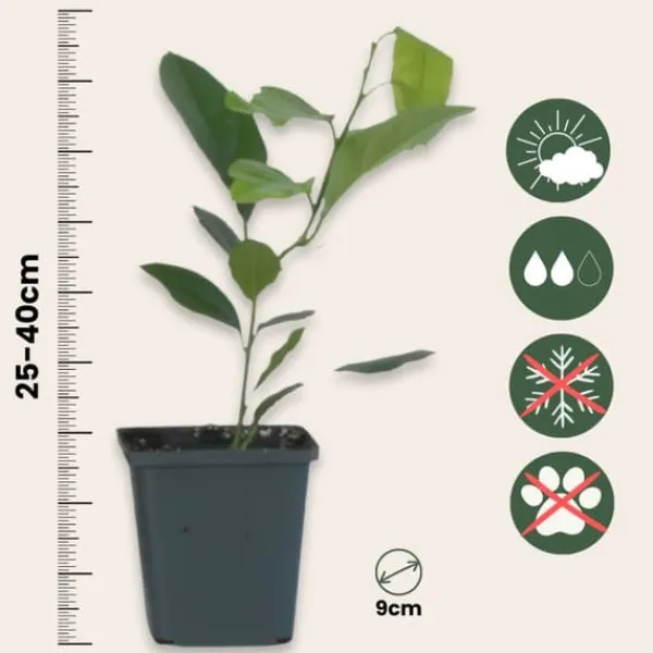 Træ^Citrontræ - 3 stk - Citrus limon - Højde 25-40cm - ⌀9cm