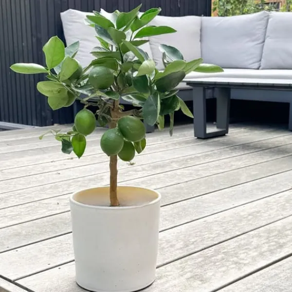 Discount Citrontræ - Citrus limon - Højde 60-70cm - ⌀19cm Træ