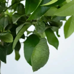 Discount Citrontræ - Citrus limon - Højde 60-70cm - ⌀19cm Træ