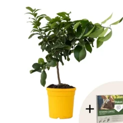 Træ^Citrontræ - Citrus limon - Højde 60-70cm - ⌀19cm