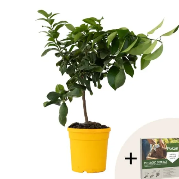 Træ^Citrontræ - Citrus limon - Højde 60-70cm - ⌀19cm