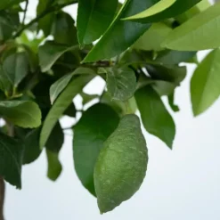 Træ^Citrontræ - Citrus limon - Højde 60-70cm - ⌀19cm