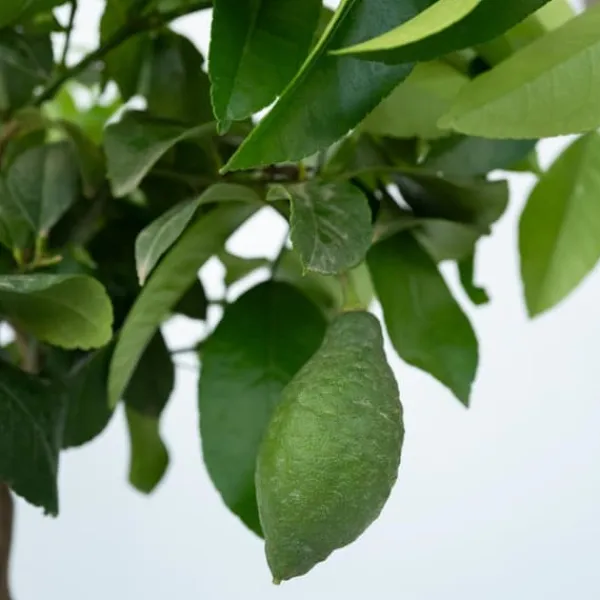 Træ^Citrontræ - Citrus limon - Højde 60-70cm - ⌀19cm
