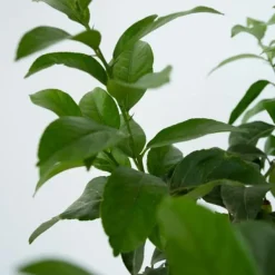 Træ^Citrontræ - Citrus limon - Højde 60-70cm - ⌀19cm
