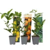Outlet Citrontræ - Sæt med 3 - Citrus limon - Højde 25-40cm - ⌀9cm Krukkeplanter Indendørs