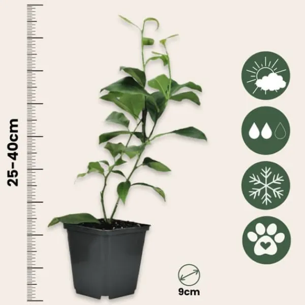 Outlet Citrontræ - Sæt med 3 - Citrus limon - Højde 25-40cm - ⌀9cm Krukkeplanter Indendørs