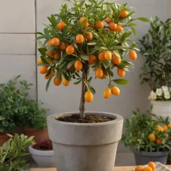 Outlet Citrontræ - Sæt med 3 - Citrus limon - Højde 25-40cm - ⌀9cm Krukkeplanter Indendørs