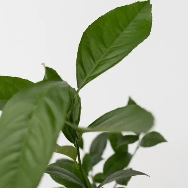 Outlet Citrontræ - Sæt med 3 - Citrus limon - Højde 25-40cm - ⌀9cm Krukkeplanter Indendørs