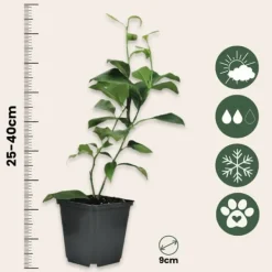 Sale Citrontræ - Sæt med 6 - Citrus limon - Højde 25-40cm - ⌀9cm Krukkeplanter Indendørs