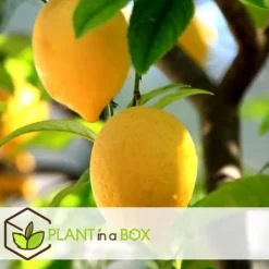 Sale Citrontræ - Sæt med 6 - Citrus limon - Højde 25-40cm - ⌀9cm Krukkeplanter Indendørs