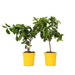 Best Citrontræ - Sæt med 2 - Citrus limon - Højde 60-70cm - ⌀19cm Træ
