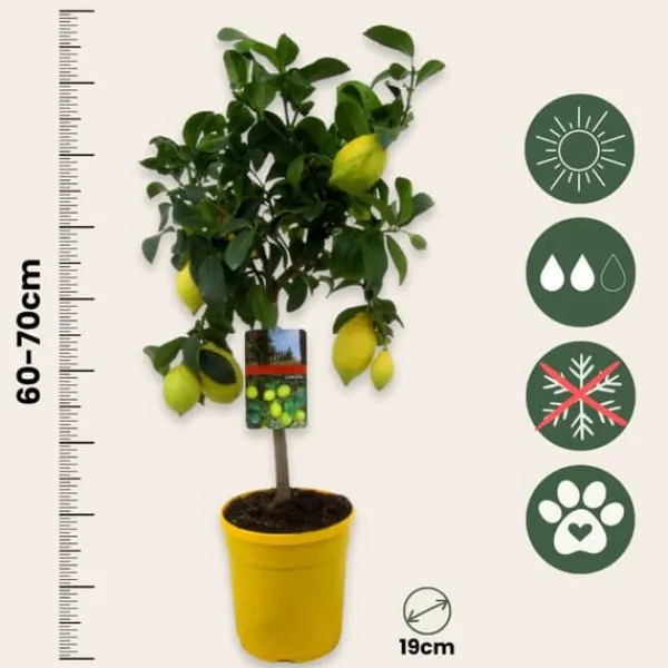 Best Citrontræ - Sæt med 2 - Citrus limon - Højde 60-70cm - ⌀19cm Træ