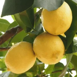 Best Citrontræ - Sæt med 2 - Citrus limon - Højde 60-70cm - ⌀19cm Træ