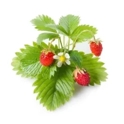Kit Til Plante- & Urtedyrkning^Click & Grow - Smart Garden Refill 3-pak - Vildt jordbær (SGR24X3)