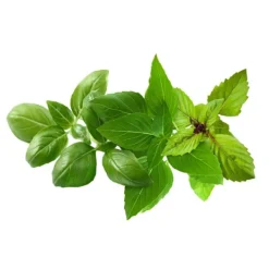 Kit Til Plante- & Urtedyrkning^Click & Grow - Smart Garden Refill 9-pak Basil Variety Mix