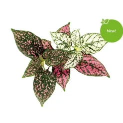 Krukkeplanter Indendørs^Click & Grow - Smart Garden Refill 3-pak - Polka Dot Plant (SGR48X3)