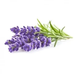 Blomster^Click & Grow - Smart Garden Refill 3-pak - Lavendel (SGR30X3)