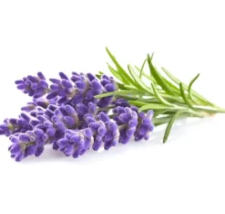 Blomster^Click & Grow Plant Pod Lavendel 9 stk