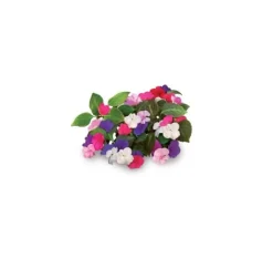 Sale Click & Grow Smart Garden refill Busy Lizzie 3stk Blomster