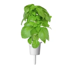 Click & Grow Smart Garden refill Marseille Basilikum 3 stk Kit Til Plante- & Urtedyrkning