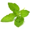 Kit Til Plante- & Urtedyrkning^Click & Grow Smart Garden refill Holy Basilikum 3 stk