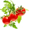 Kit Til Plante- & Urtedyrkning^Click & Grow Smart Garden refill Mini Tomat 3 stk