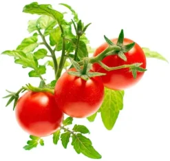 Kit Til Plante- & Urtedyrkning^Click & Grow Smart Garden refill Mini Tomat 3 stk