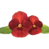 Blomster^Click & Grow Smart Garden Refill Red Pansy 3stk