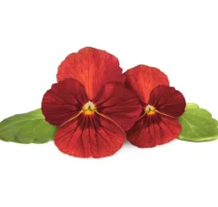 Blomster^Click & Grow Smart Garden Refill Red Pansy 3stk