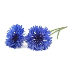 Blomster^Click & Grow- Smart Garden Refill 3-pak Kornblomst