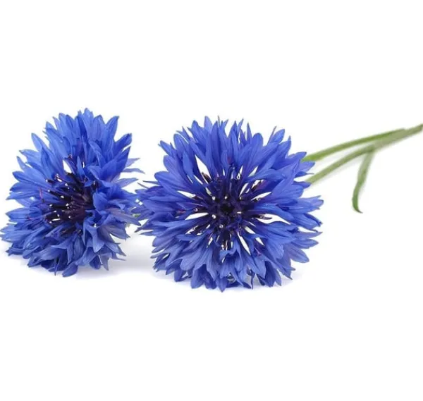 Blomster^Click & Grow Smart Garden refill Kornblomst 3 stk