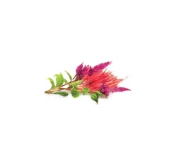 Click & Grow Smart Garden refill Cockscomb 3 stk Blomster