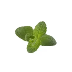 Kit Til Plante- & Urtedyrkning^Click & Grow Smart Garden Refill 3-pak - Apple Mint (SGR79X3)