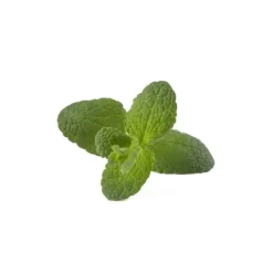 Kit Til Plante- & Urtedyrkning^Click & Grow Smart Garden Refill 3-pak - Apple Mint (SGR79X3)