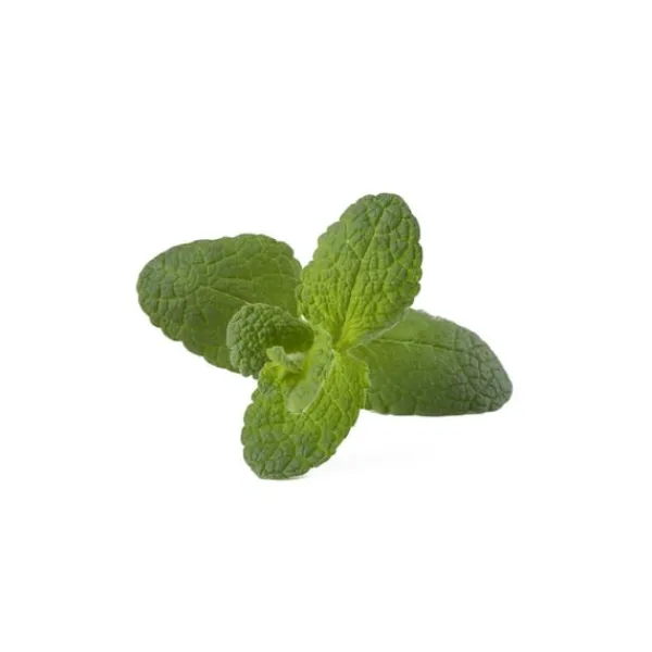 Kit Til Plante- & Urtedyrkning^Click & Grow Smart Garden Refill 3-pak - Apple Mint (SGR79X3)