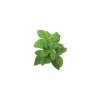 Kit Til Plante- & Urtedyrkning^Click & Grow Smart Garden refill Dværgbasilikum 3 stk