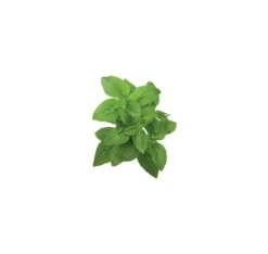 Kit Til Plante- & Urtedyrkning^Click & Grow Smart Garden refill Dværgbasilikum 3 stk