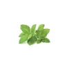 Sale Click & Grow Smart Garden refill Citronmelisse 3 stk Kit Til Plante- & Urtedyrkning