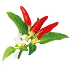 Outlet Click & Grow Smart Garden refill Red Hot Chili Pepper 3 stk Kit Til Plante- & Urtedyrkning