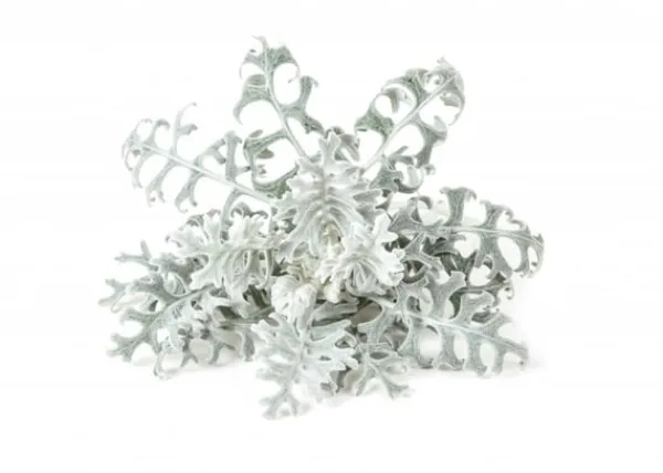 Kit Til Plante- & Urtedyrkning^Click & Grow- Smart Garden Refill 3-pak Dusty Miller