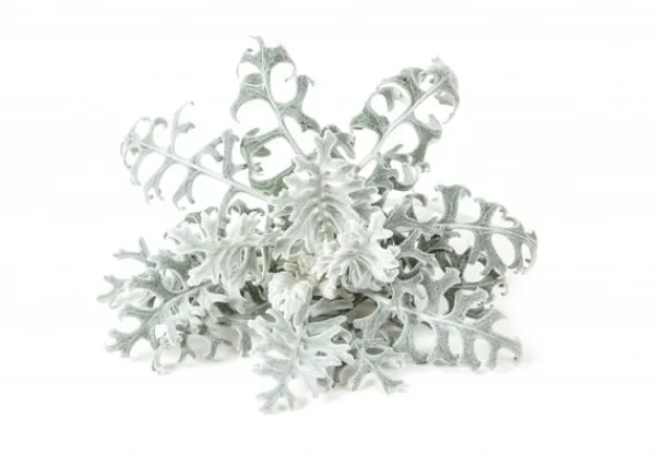Kit Til Plante- & Urtedyrkning^Click & Grow- Smart Garden Refill 3-pak Dusty Miller