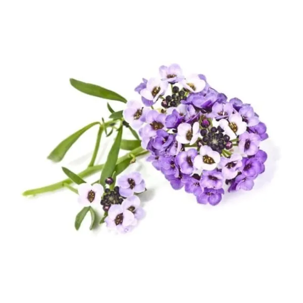 Blomster^Click & Grow- Smart Garden Refill 3-pak Sød Alyssum