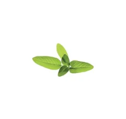 Kit Til Plante- & Urtedyrkning^Click & Grow Smart Garden refill Sage 3stk