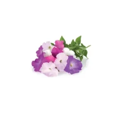 Blomster^Click & Grow Smart Garden refill Petunia 3stk