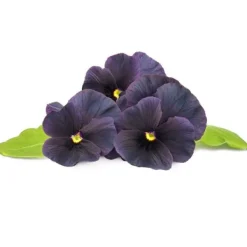 Blomster^Click & Grow Smart Garden Refill 3-pak sort stedmoderblomst