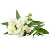 Discount Click & Grow Smart Refill White Snapdragon 3 stk Blomster