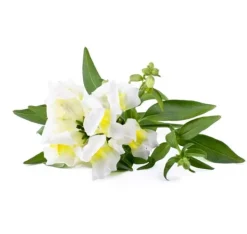 Discount Click & Grow Smart Refill White Snapdragon 3 stk Blomster