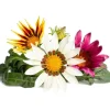 Online Click & Grow Smart Refill Gasania 3stk Blomster