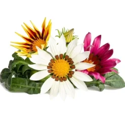 Online Click & Grow Smart Refill Gasania 3stk Blomster